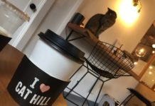 Neko Cafe on Capitol Hill Is the Cat’s Meow Neko Cafe Seattle
