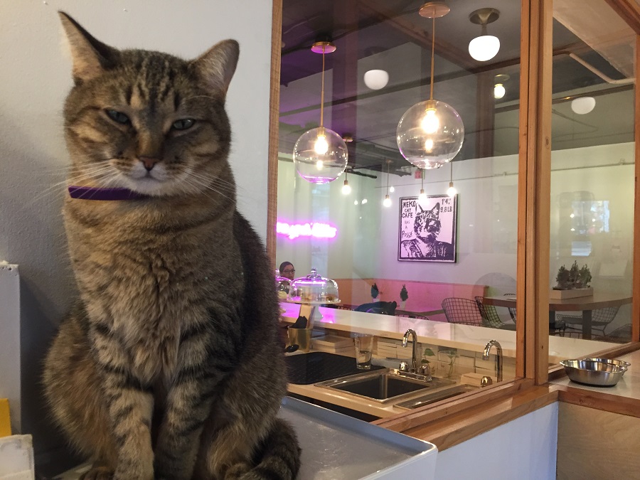 Neko Cafe on Capitol Hill Is the Cat’s Meow - Seattle Coffee Scene